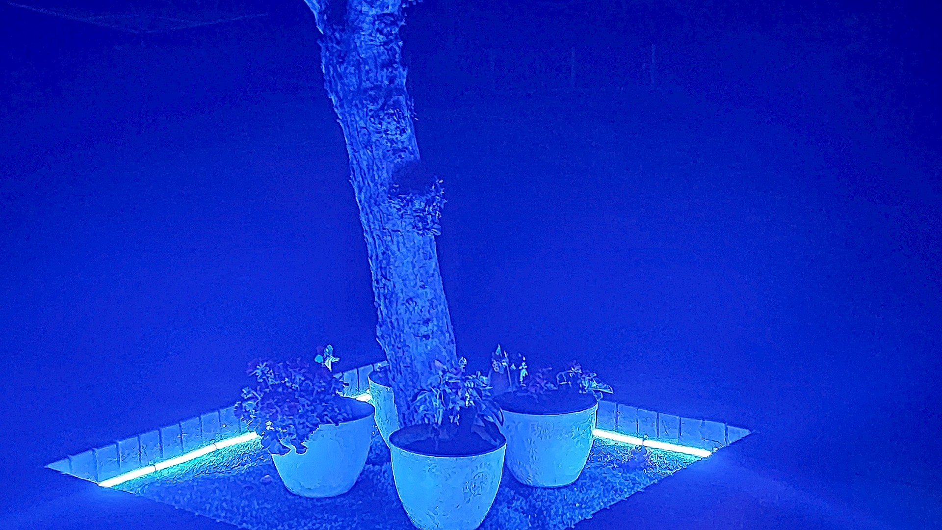 Tree Lit With Blue LED